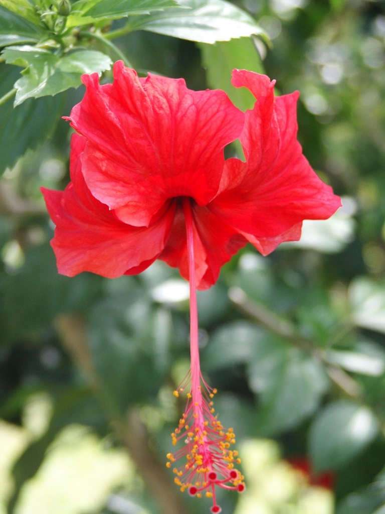 288   Hibiscus, Malezja